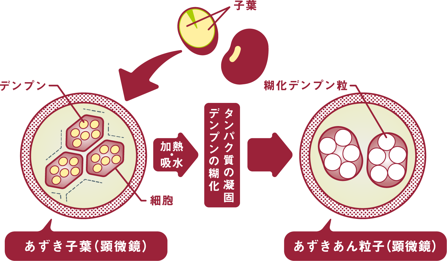 「あずきはあんになる」の説明図