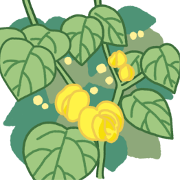 黄色い花2