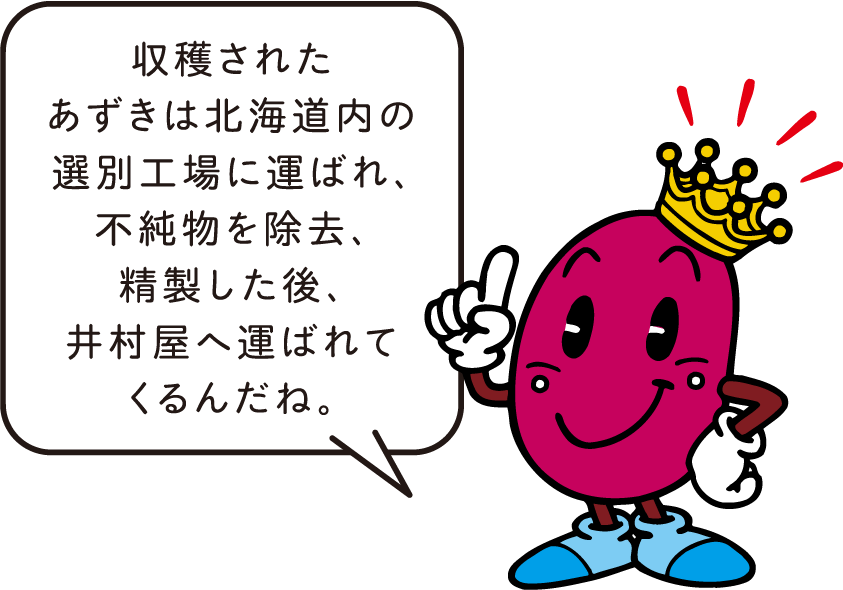 アズキキング「収穫されたあずきは北海道内の選別工場に運ばれ、不純物を除去、精製した後、井村屋へ運ばれてくるんだね。」