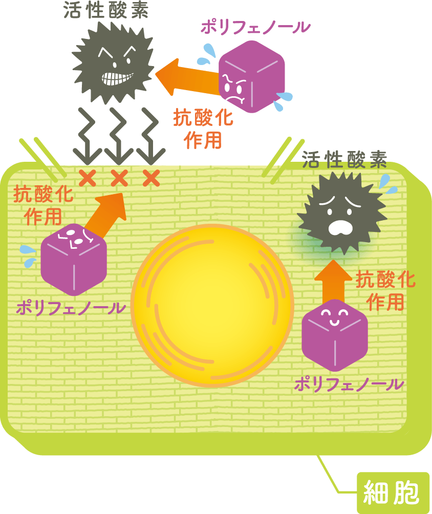 ポリフェノールの効果を表した図