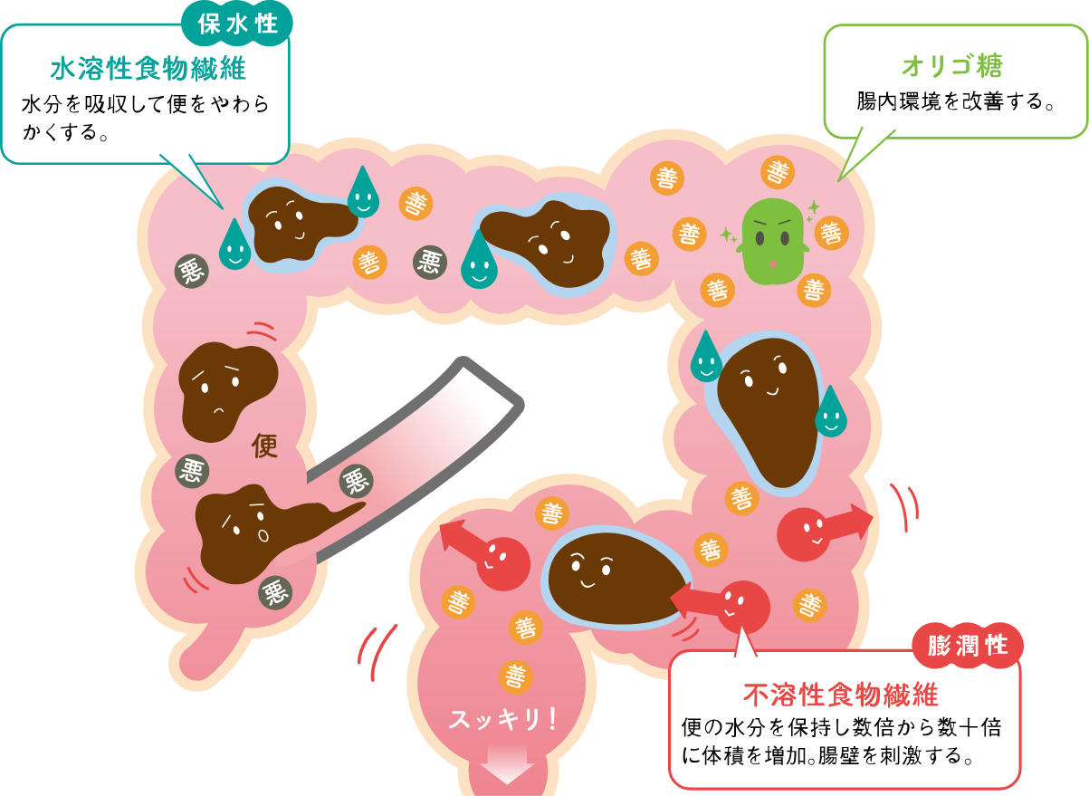 食物繊維の働きを表した図