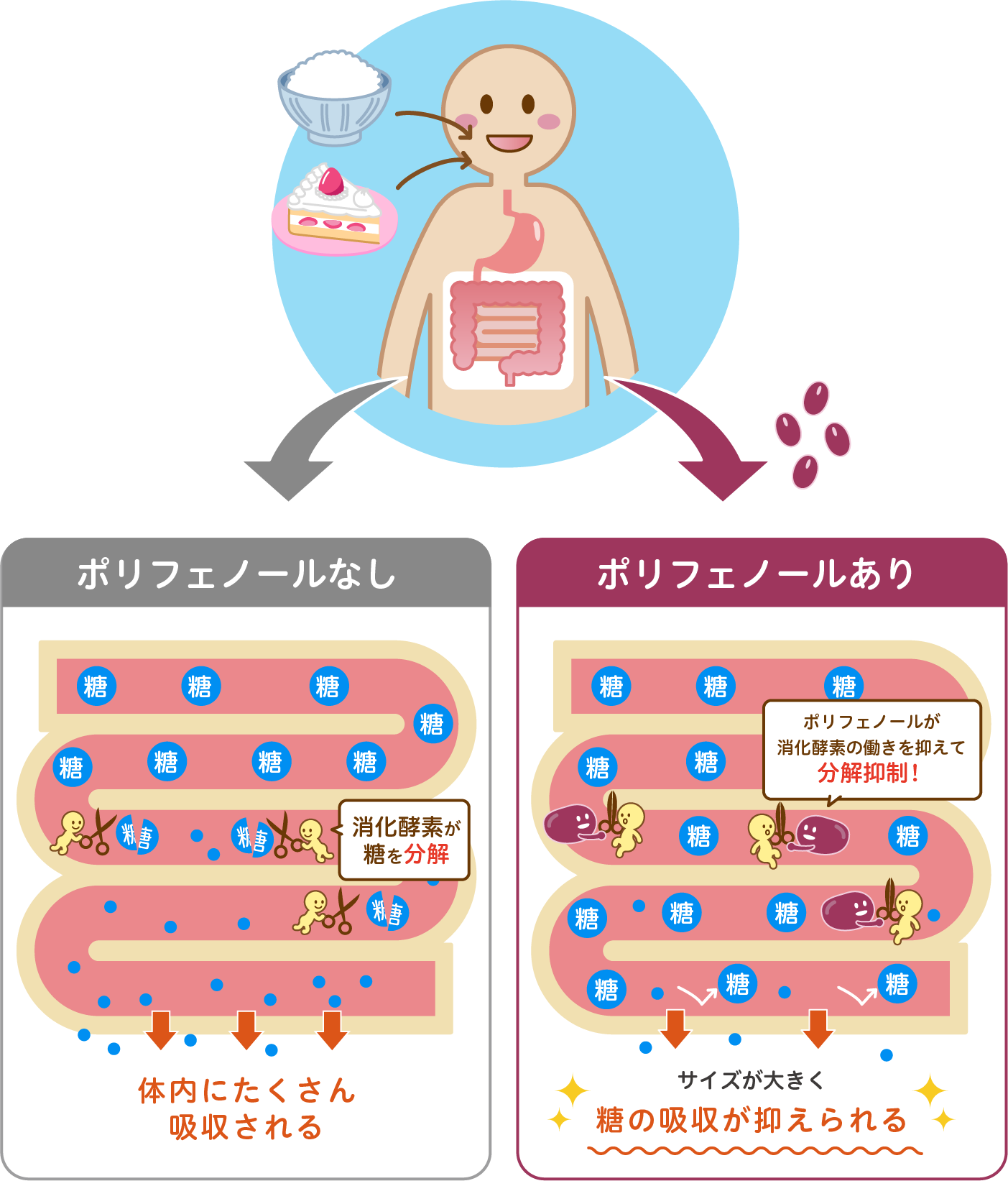 血糖上昇抑制効果のイラスト