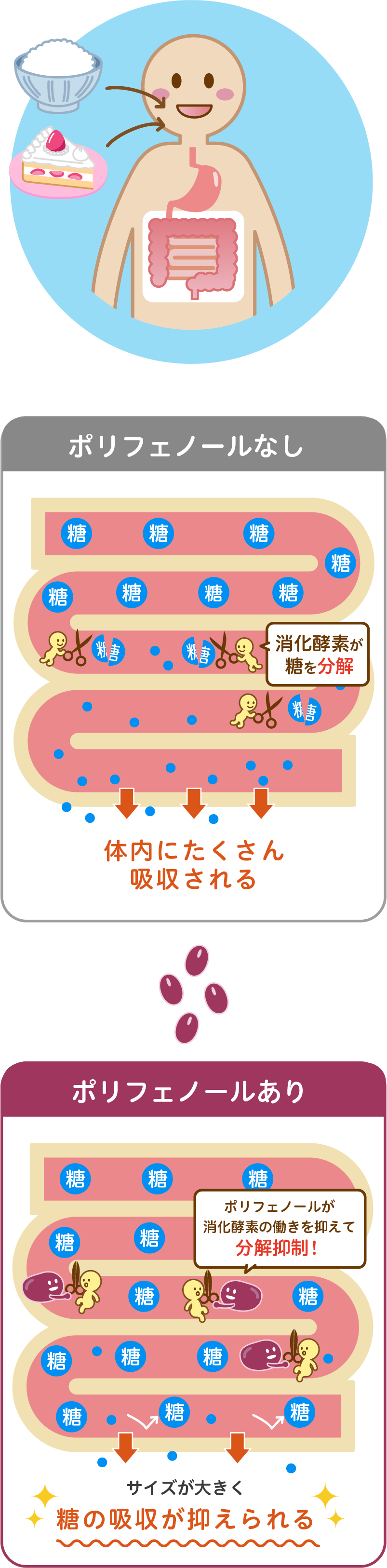 血糖上昇抑制効果のイラスト